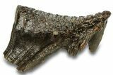 Fossil Woolly Mammoth Molar - Siberia #259934-3